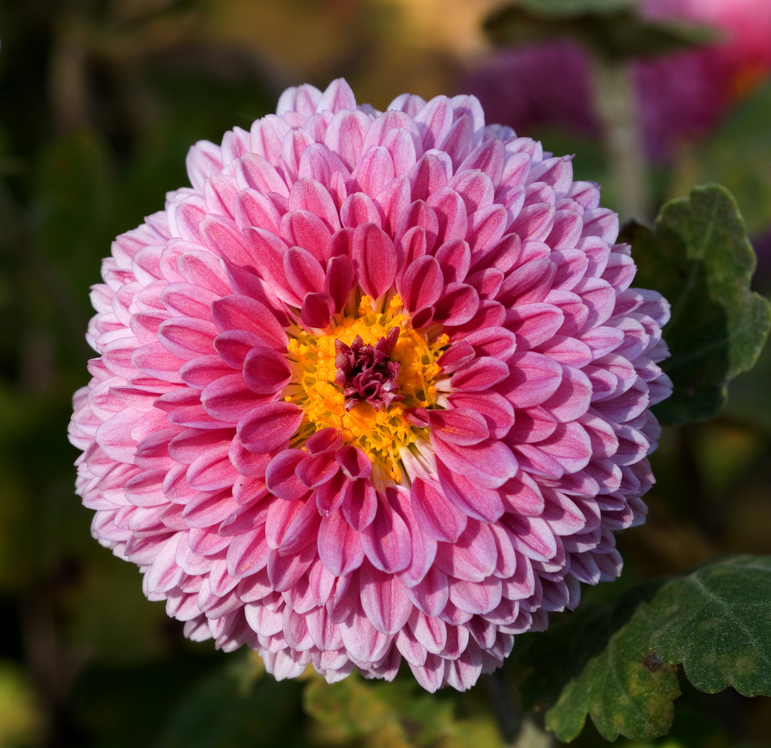 The History of the Chrysanthemums, sometimes called mums or
