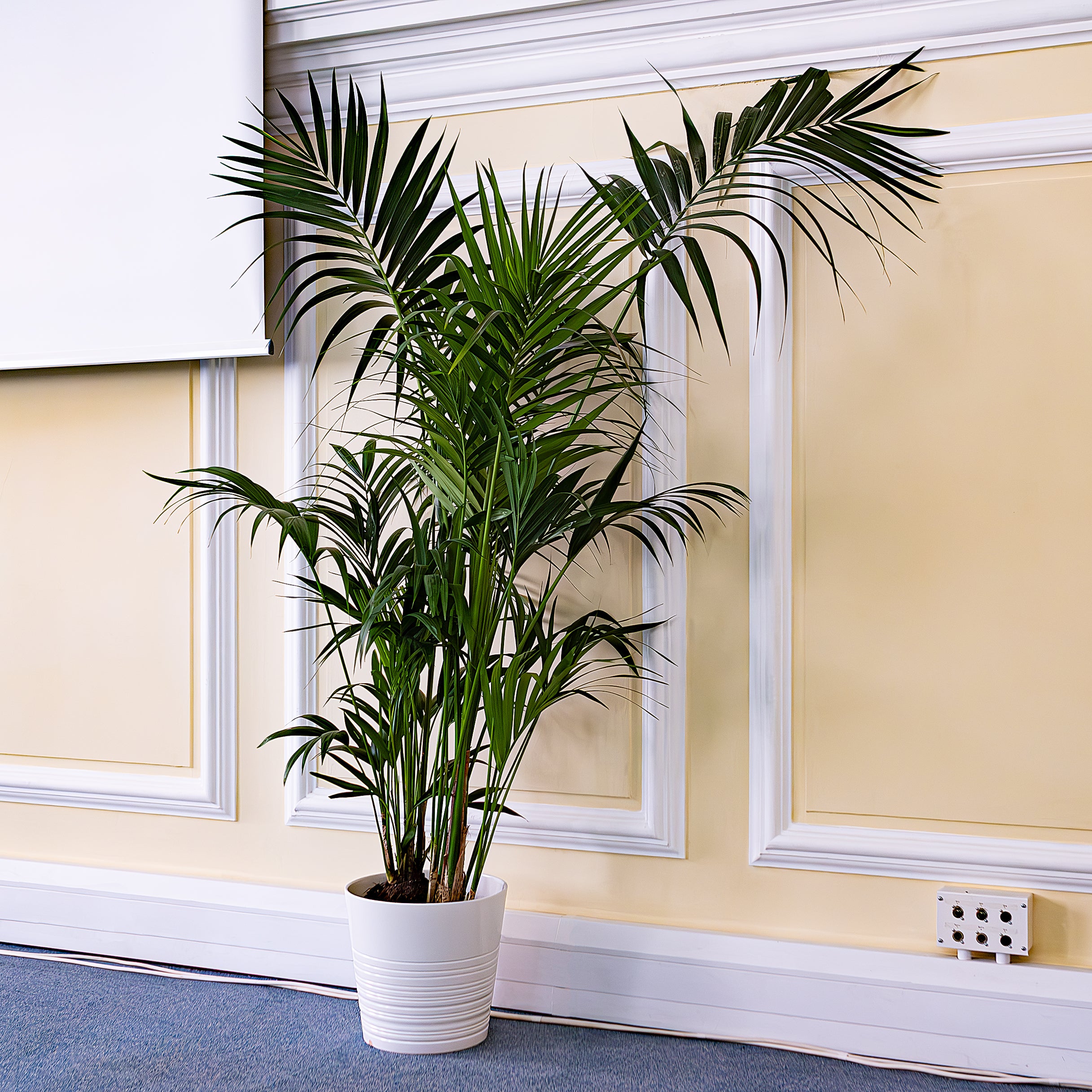 The Most Popular Plants to Hire for Events