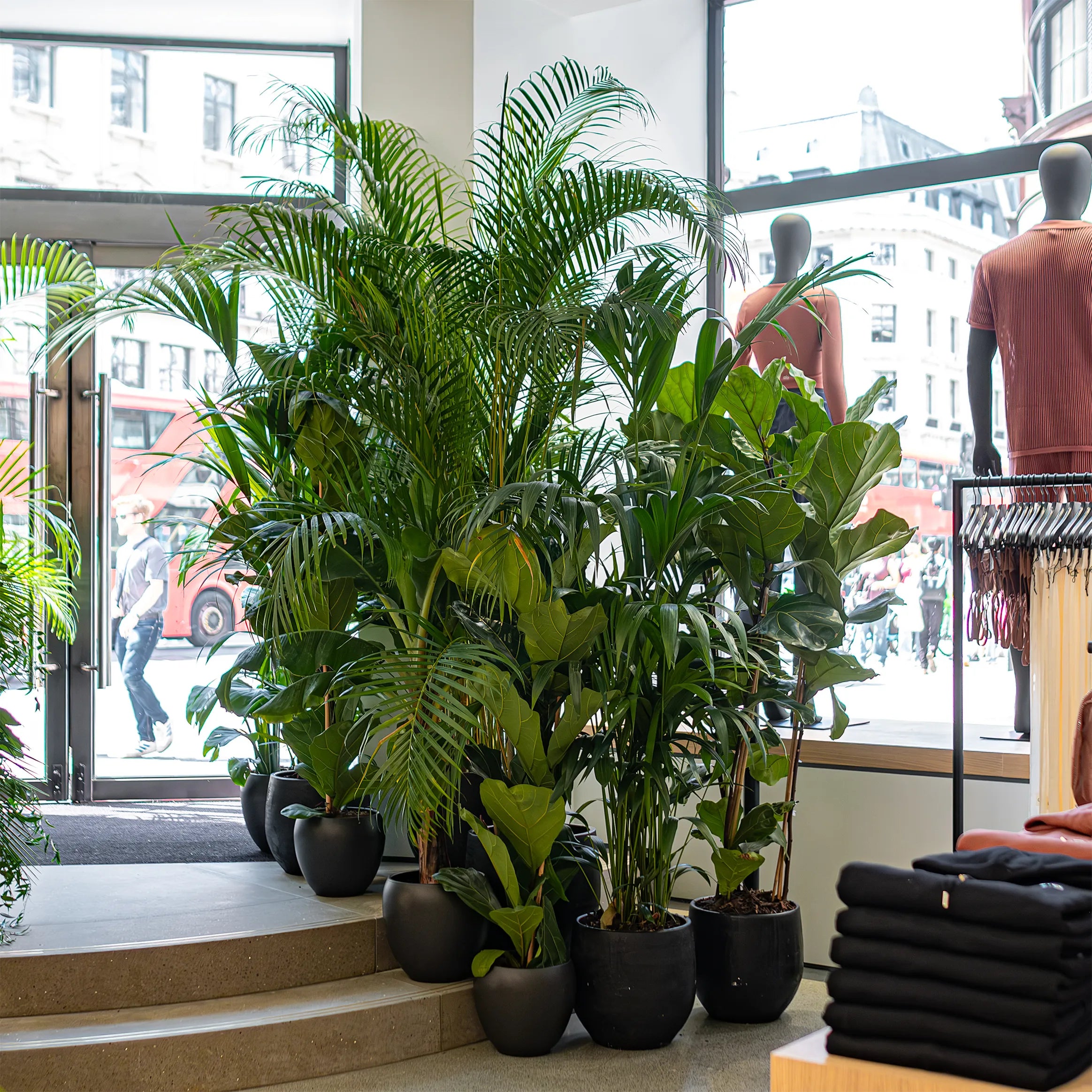 In this image, tall tropical plants in sleek black planters, including Kentia palms and Monstera, are arranged at the entrance of Alo Regent Street Store for the grand opening event. These large, lush plants create a welcoming and luxurious atmosphere, blending nature with the urban setting outside - Amaranté London