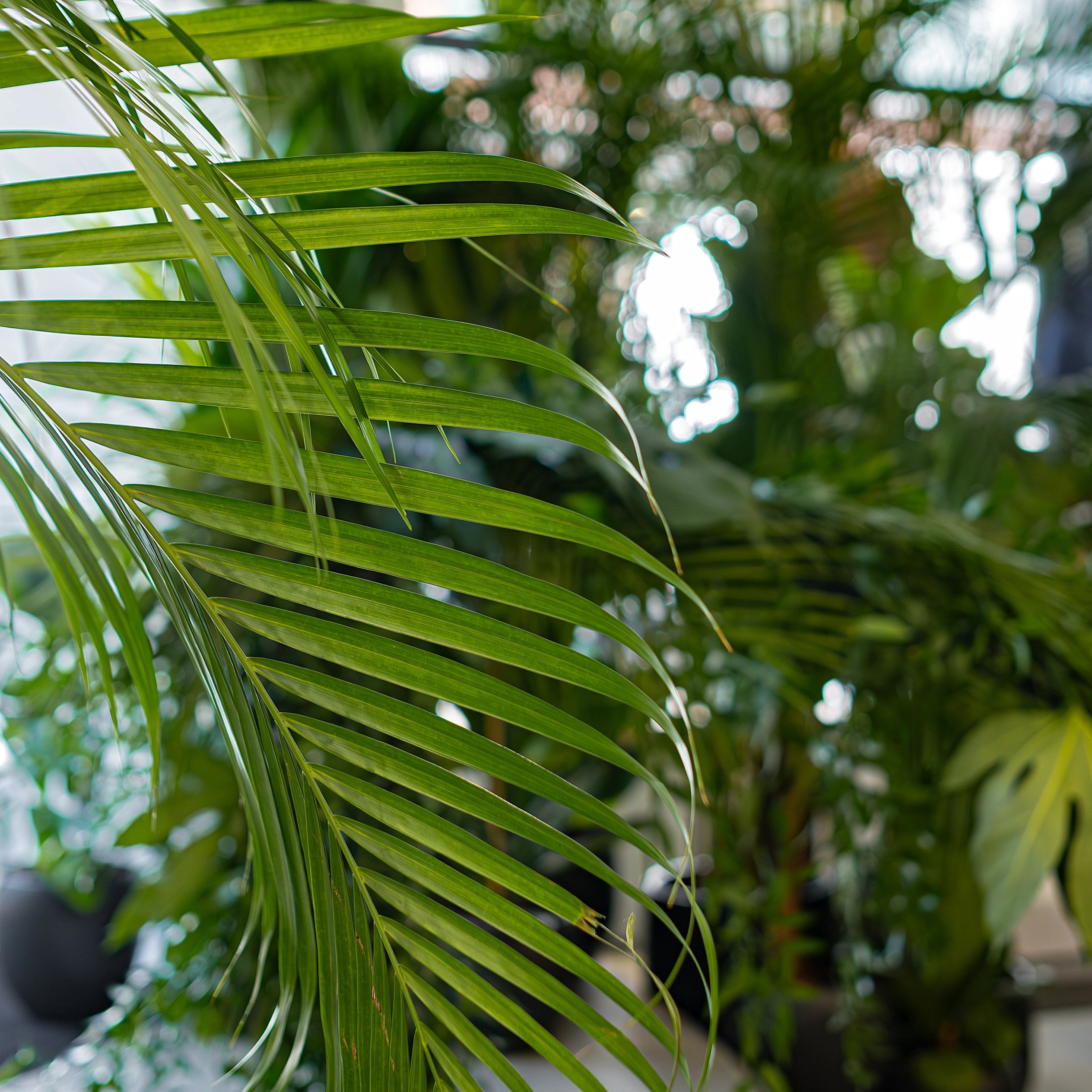 A close-up view of the vibrant green palm leaves, part of the tropical plant installations at the Alo Regent Street Store Grand Opening. The lush greenery brings the store an exotic and refreshing atmosphere, elevating the brand's wellness-focused, tropical theme. All flower and plant ddesign by Event Florist Amaranté London.