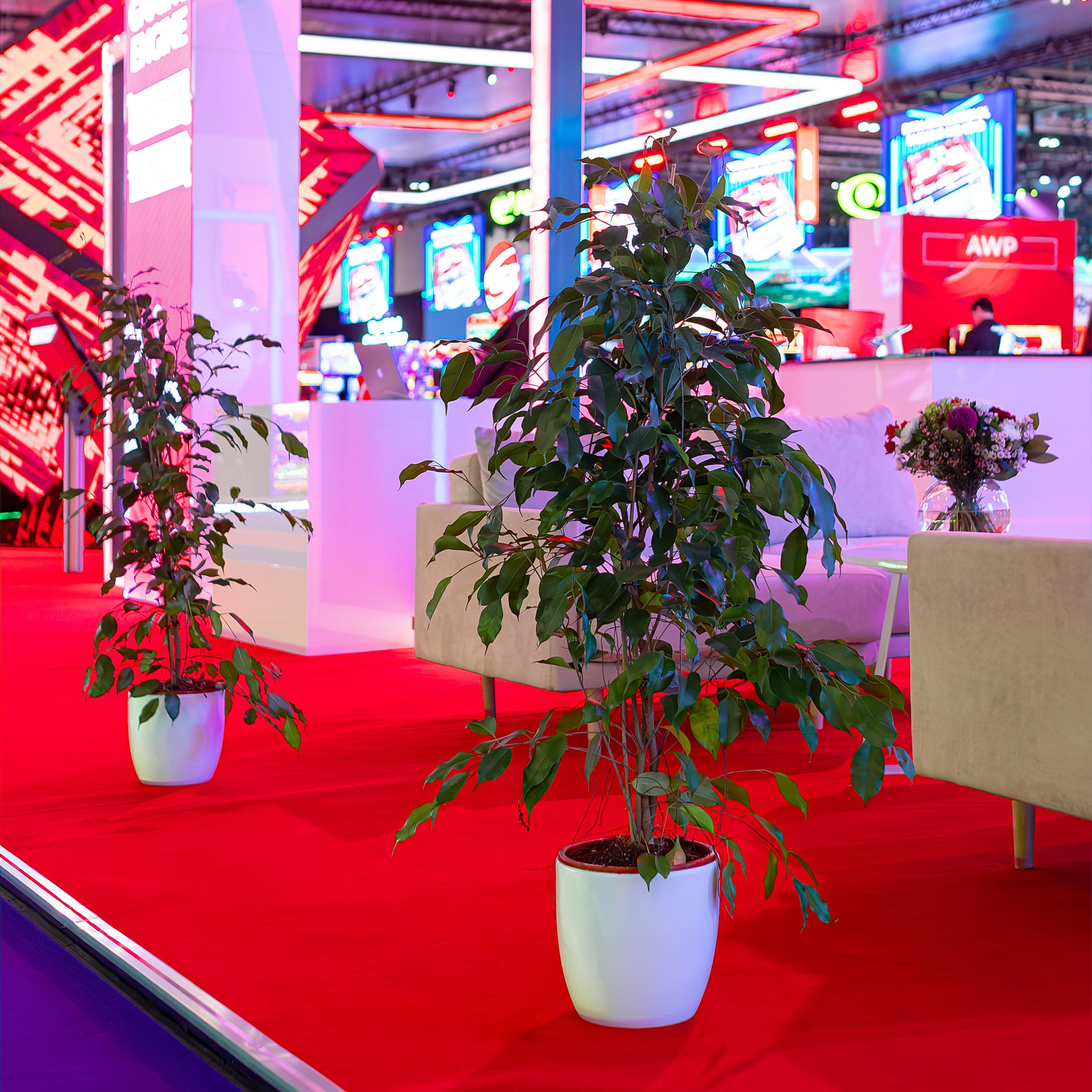 Our Plants for Hire - Verdant potted foliage to create a calming natural space amidst the electrifying ambience of the ICE London Exhibition, where technology and gaming innovation are protagonists.