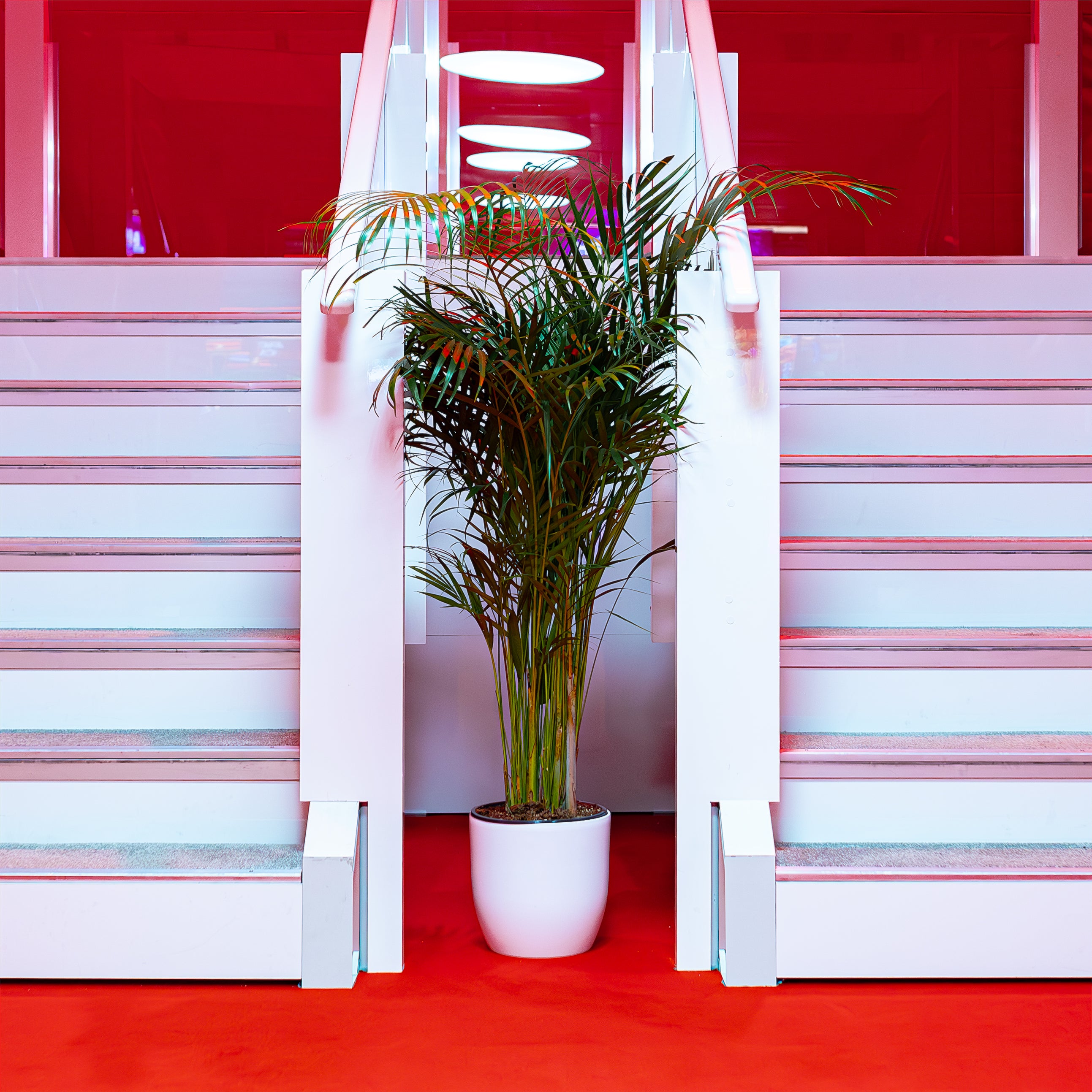 This tall, green, slender palm plant stands at the base of a white stairway, juxtaposing the vivid red theme of the ICE London Exhibition, inviting attendees to a space of innovation above.
