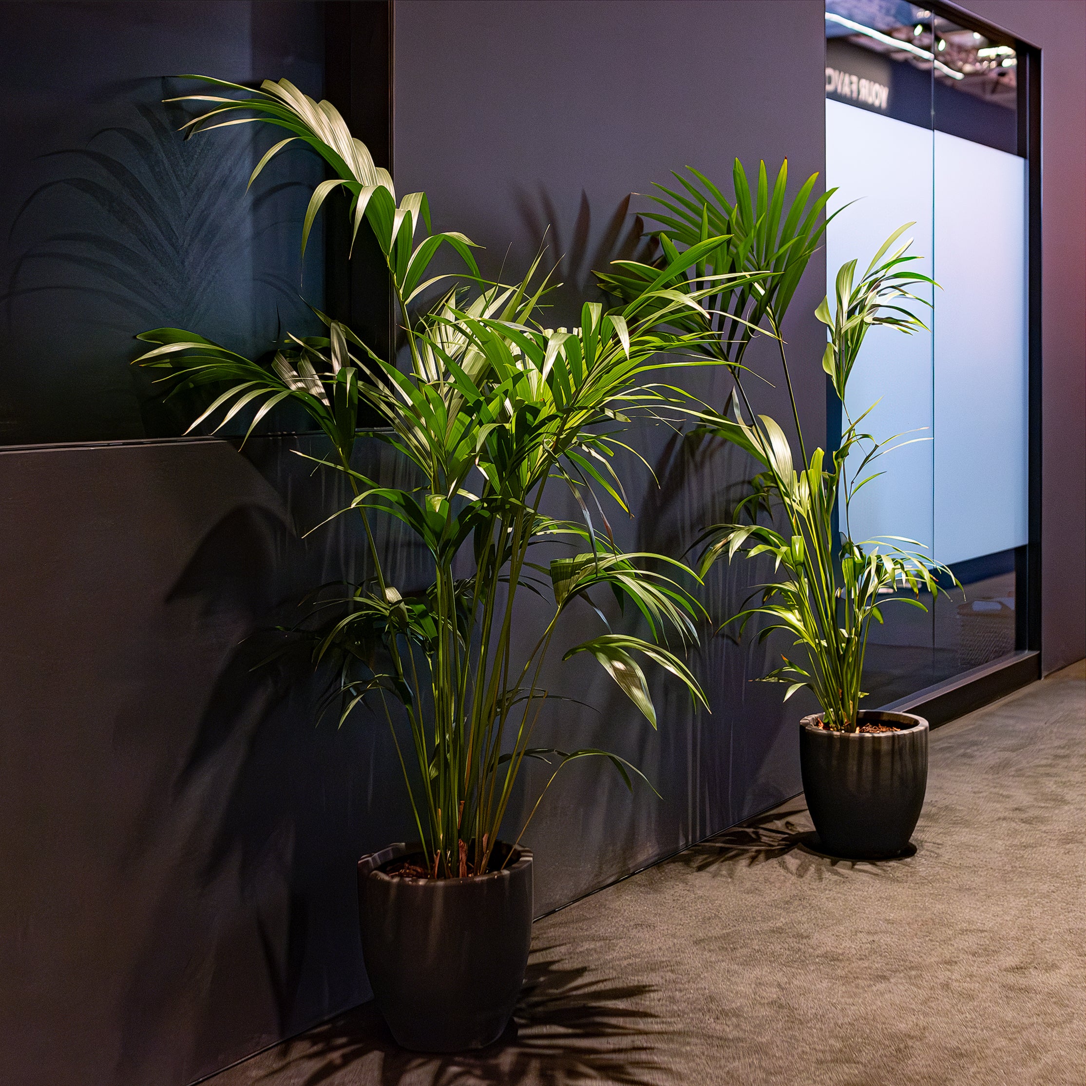 Sophisticated dark planters with vibrant, tall green palms stand against a muted background, designed to prove a natural contrast within the ICE London Exhibition's corporate meeting area.