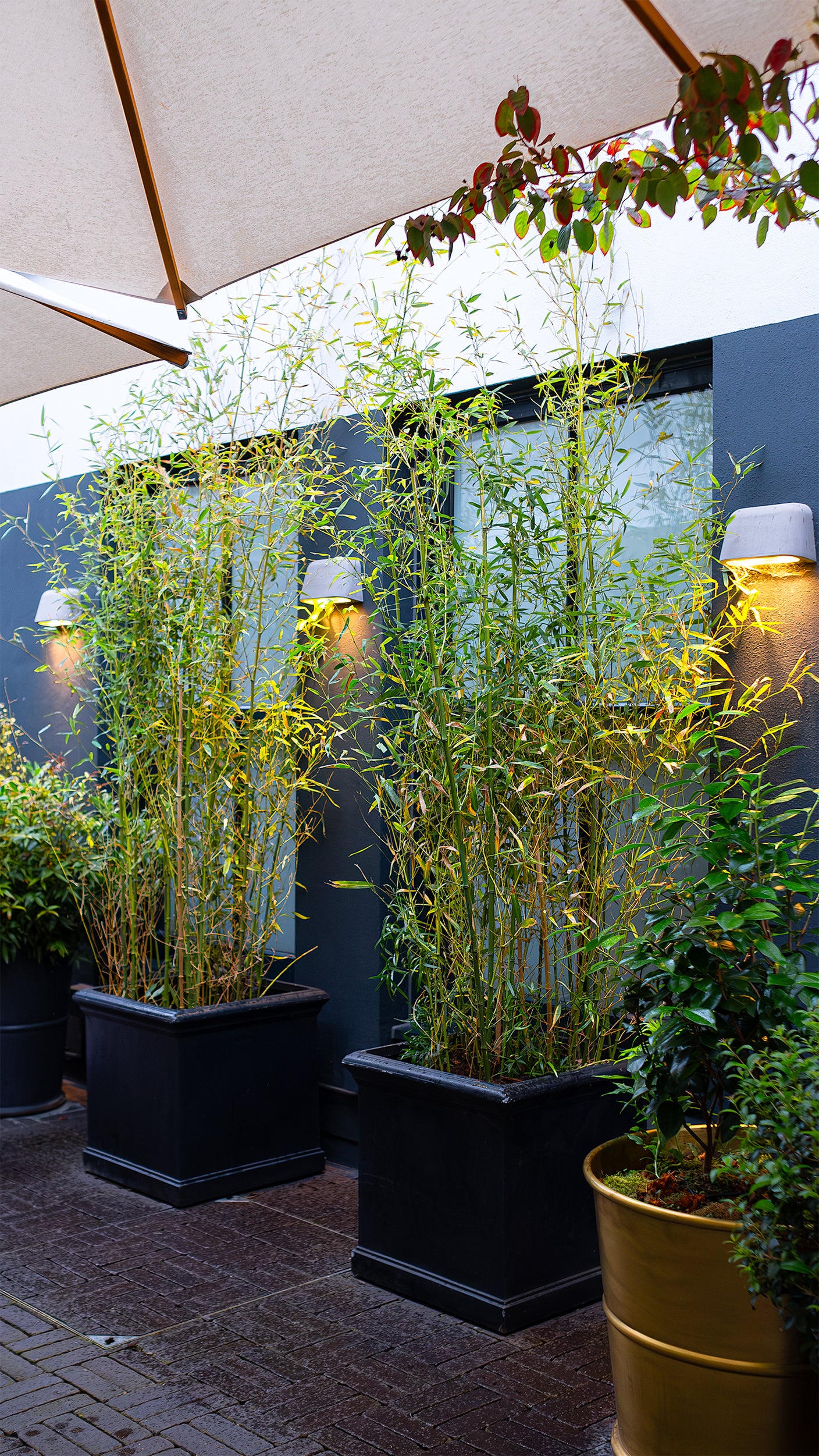 Outdoor terrace at Beaverbrook Town House decorated with lush green bamboo plants in black planters for the Sensai product launch - Amarante London