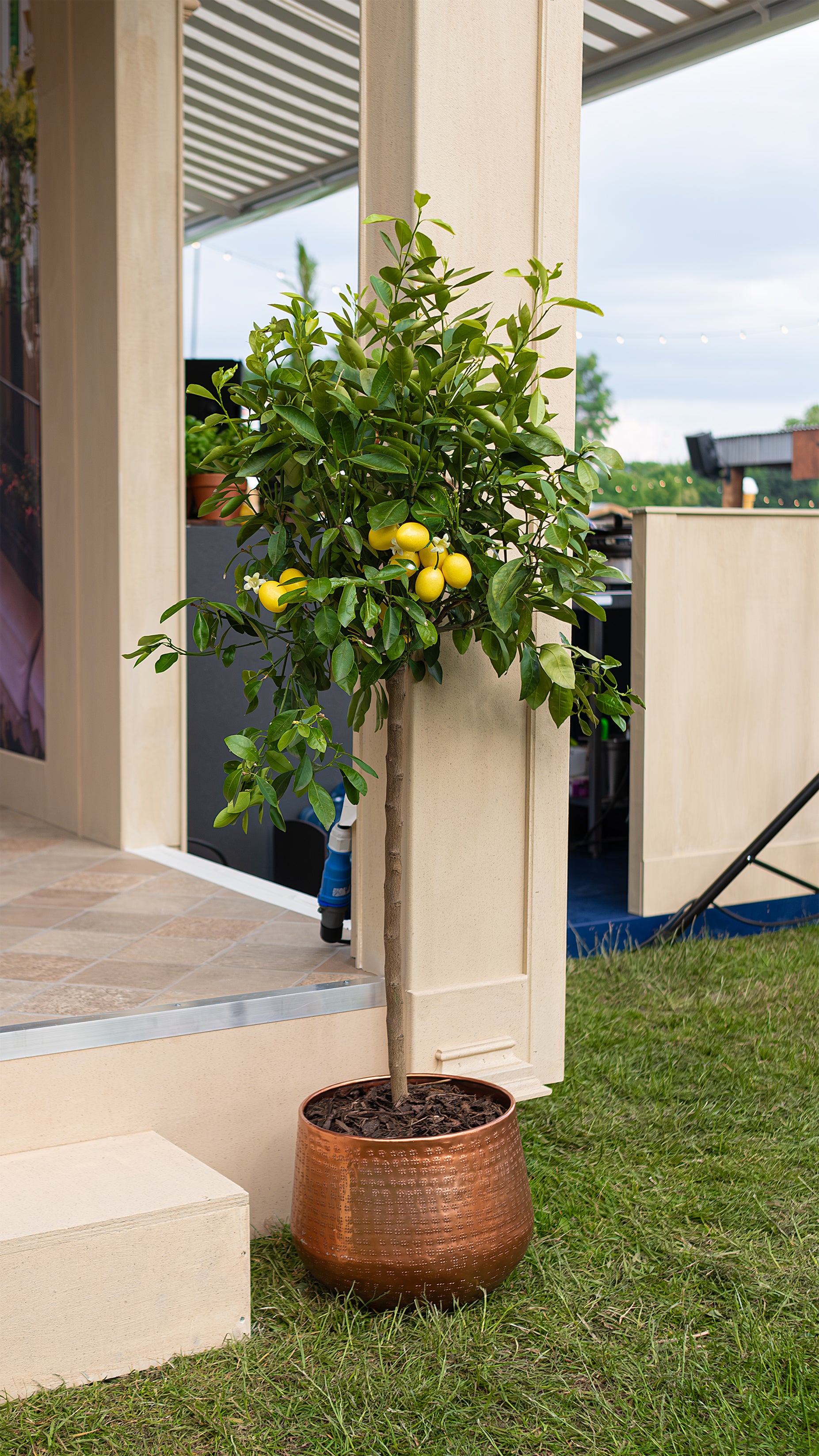 A potted lemon tree in a bronze planter at the Angelo Poretti stand during Regent’s Park Taste Festival. The vibrant greenery and yellow lemons add a touch of freshness, complementing the Mediterranean-themed floral arrangement. Plant hire by Florist Amaranté London.